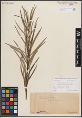 Foto von Salix eleagnos subsp. angustifolia (Cariot) Rech. f.